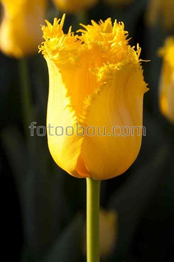 Желтый экзотический тюльпан
