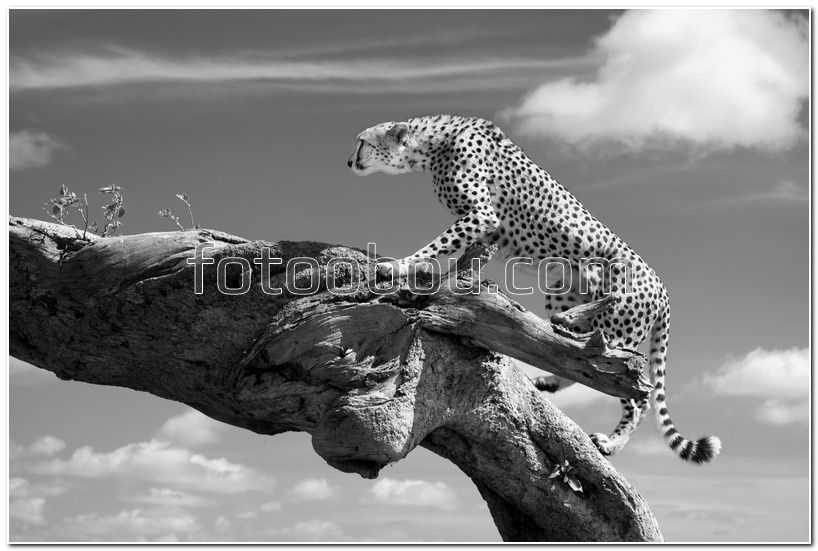 Леопард на корне дерева