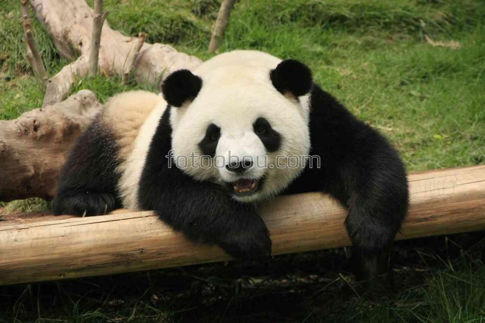 Дружелюбная маленькая панда на отдыхе