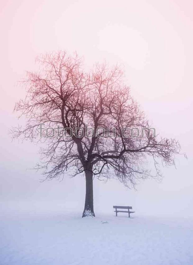 Одинокое дерево в парке