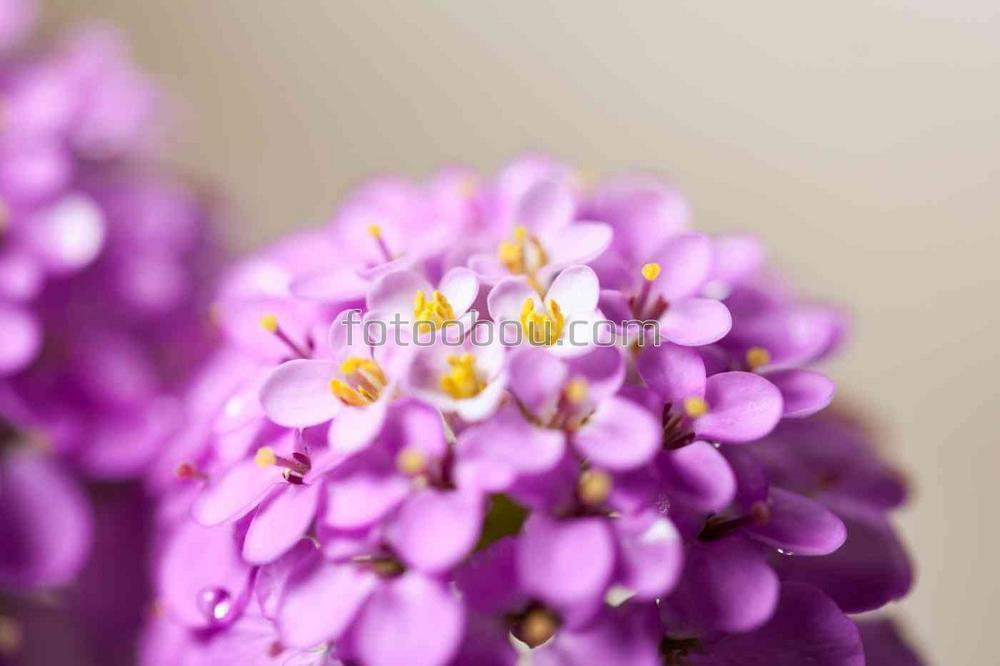 Маленькие фиолетовые цветочки в 3D