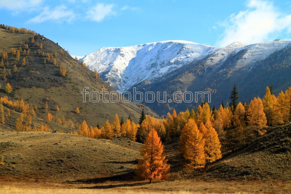 Лесные просторы Кавказа