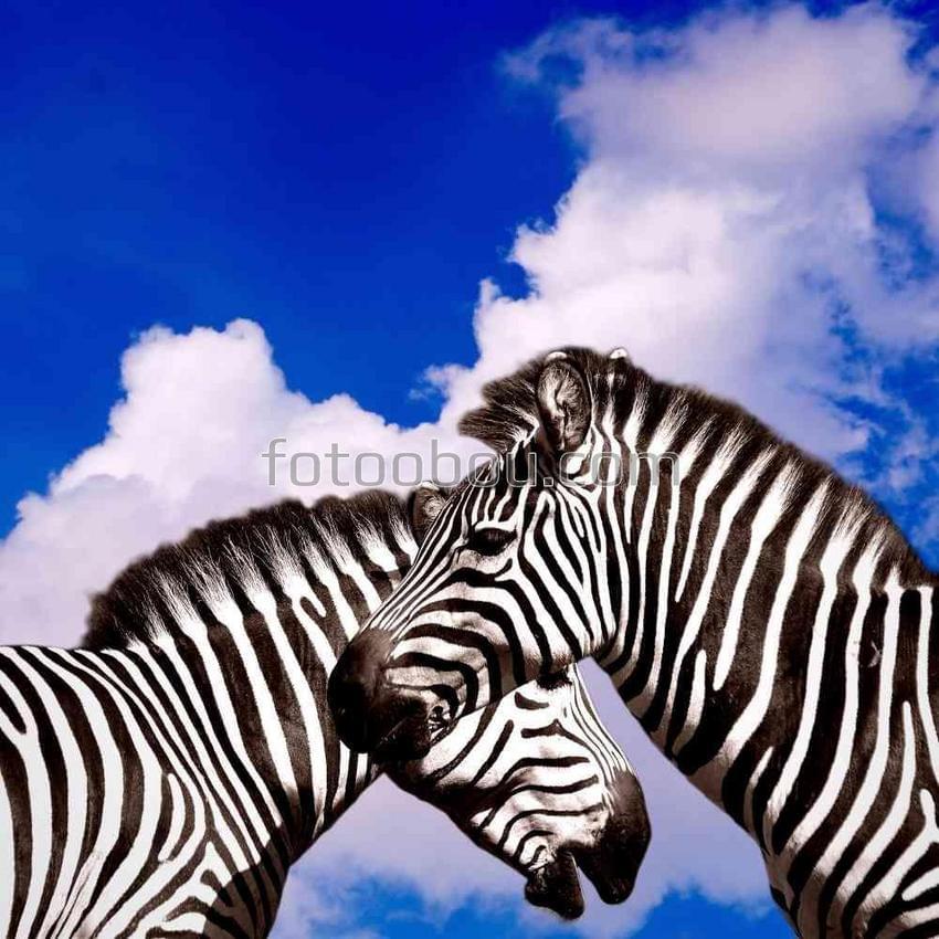 Зебры на фоне неба