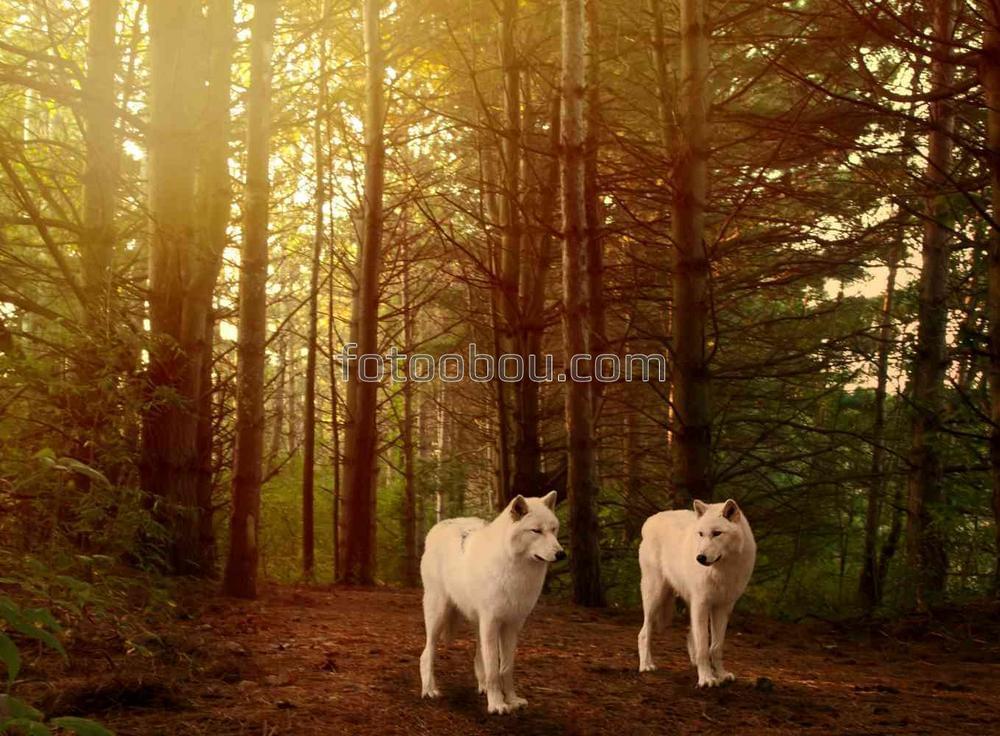 Два волка в лесу