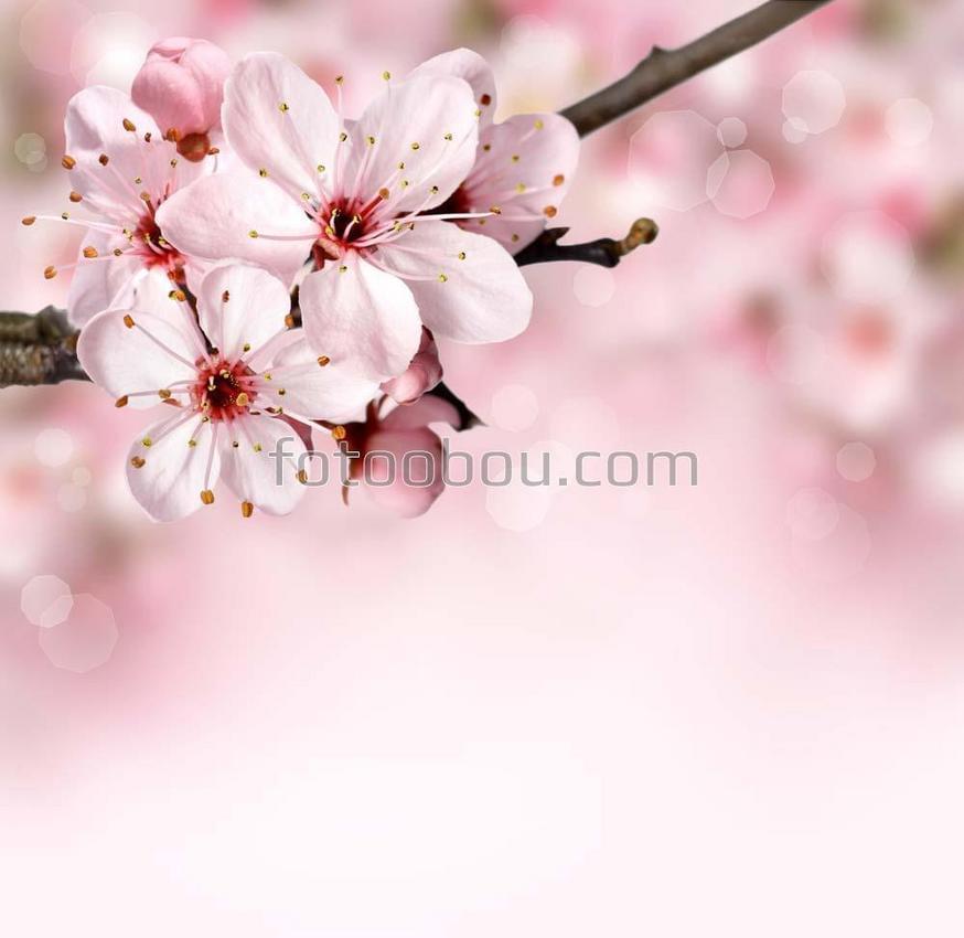 Весенний фон расцвета с розовыми цветами