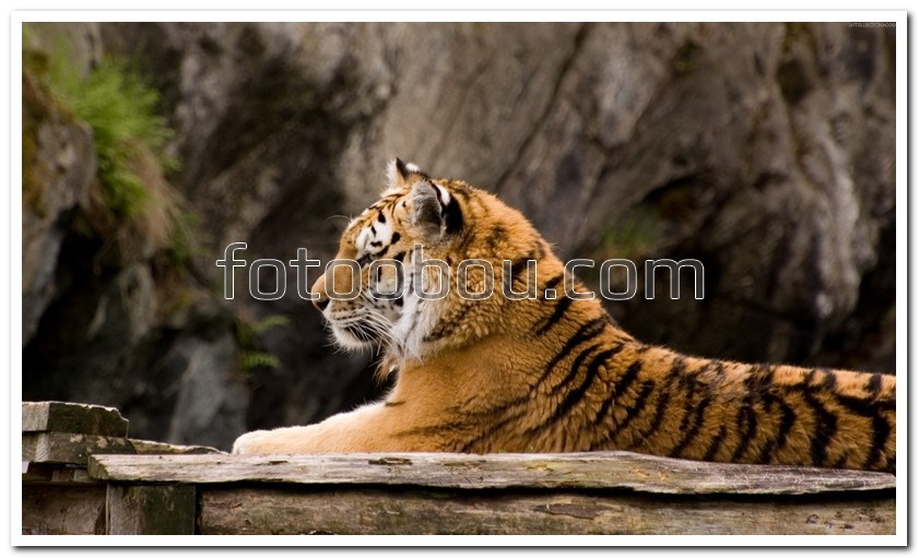 На отдыхе тигр