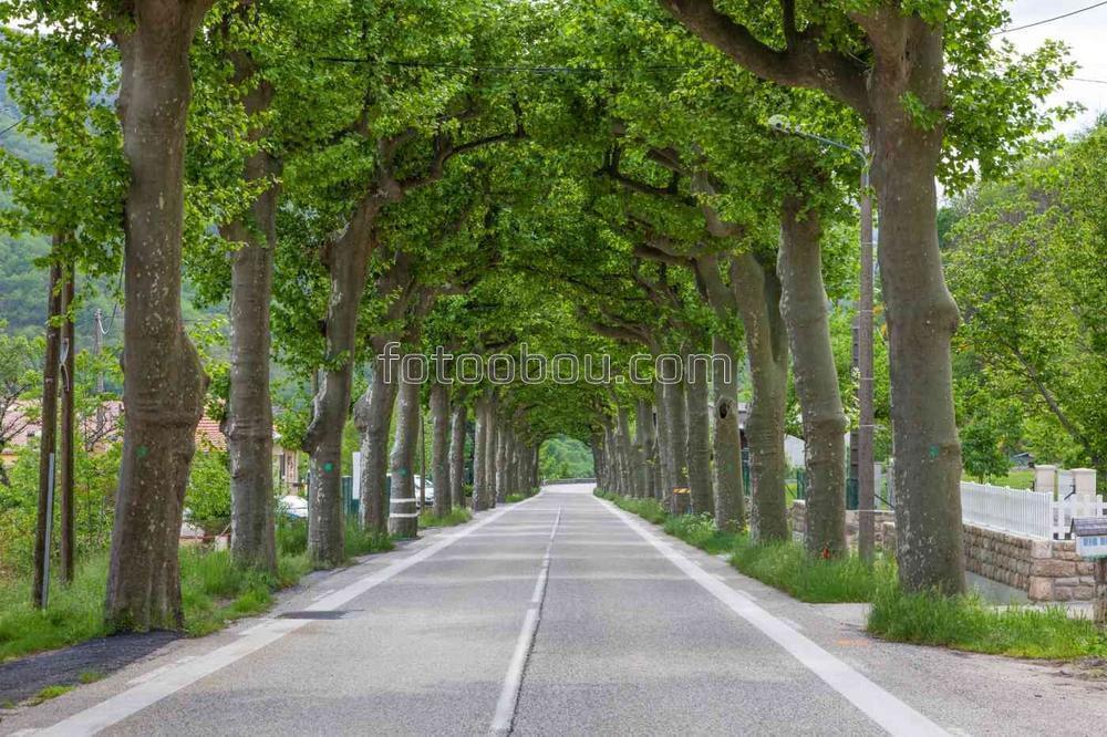 Дорога вдоль деревьев