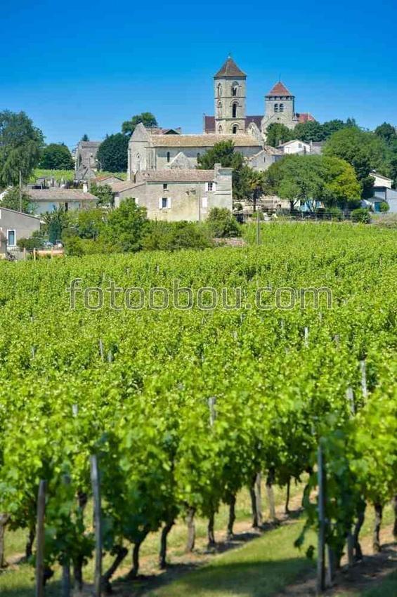 Виноградник в французской деревне