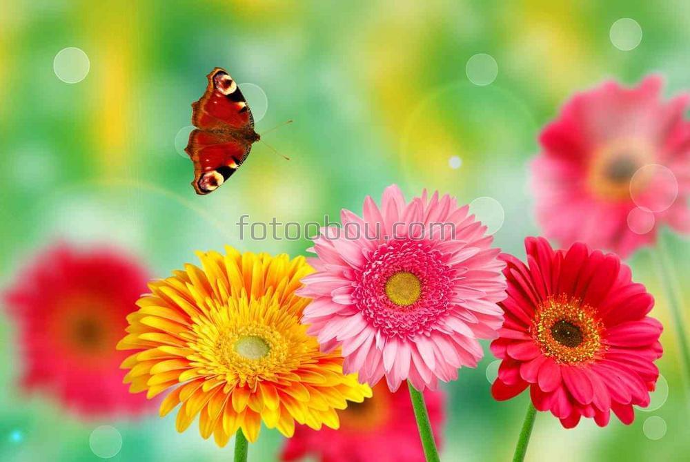 Бабочка над полевыми цветами