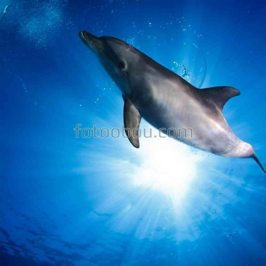 Дельфин в дикой природе