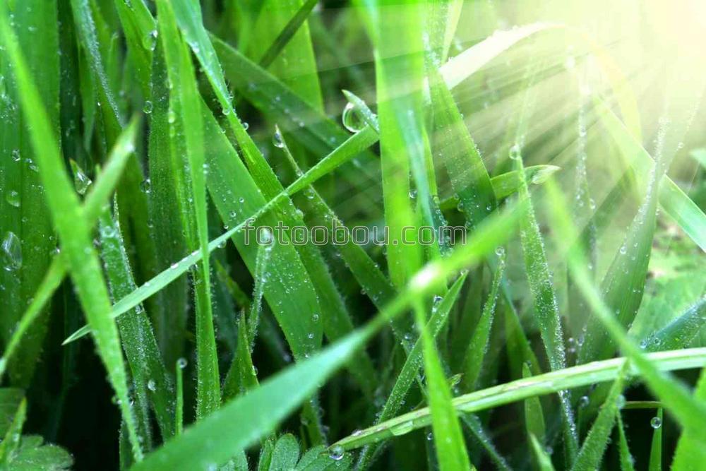 Сочная свежая трава