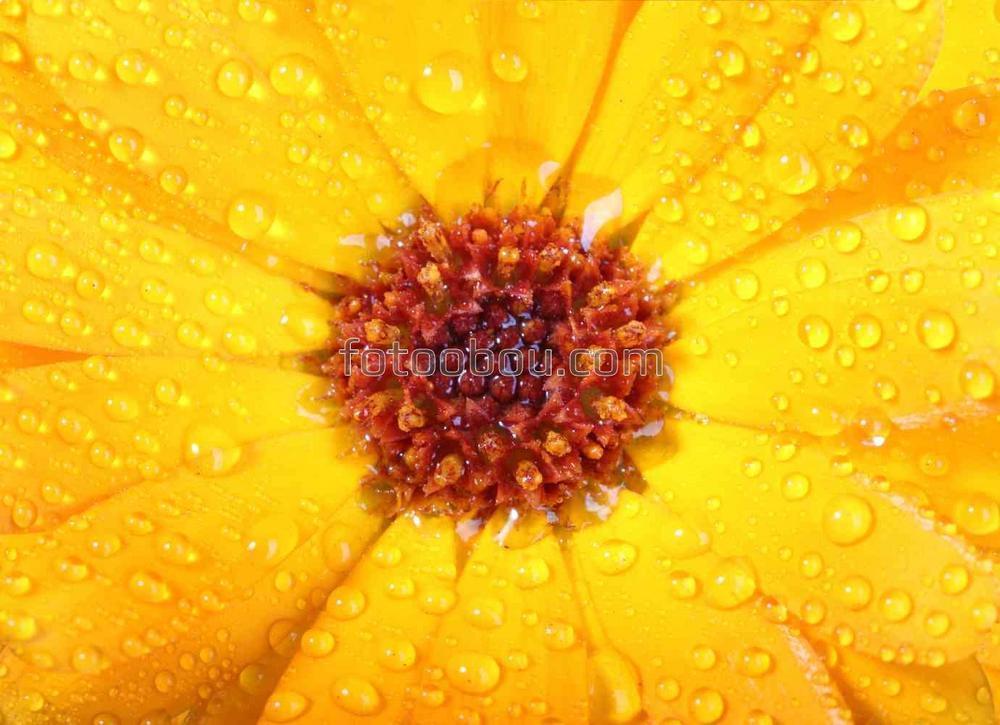 Сердцевина желтого цветка
