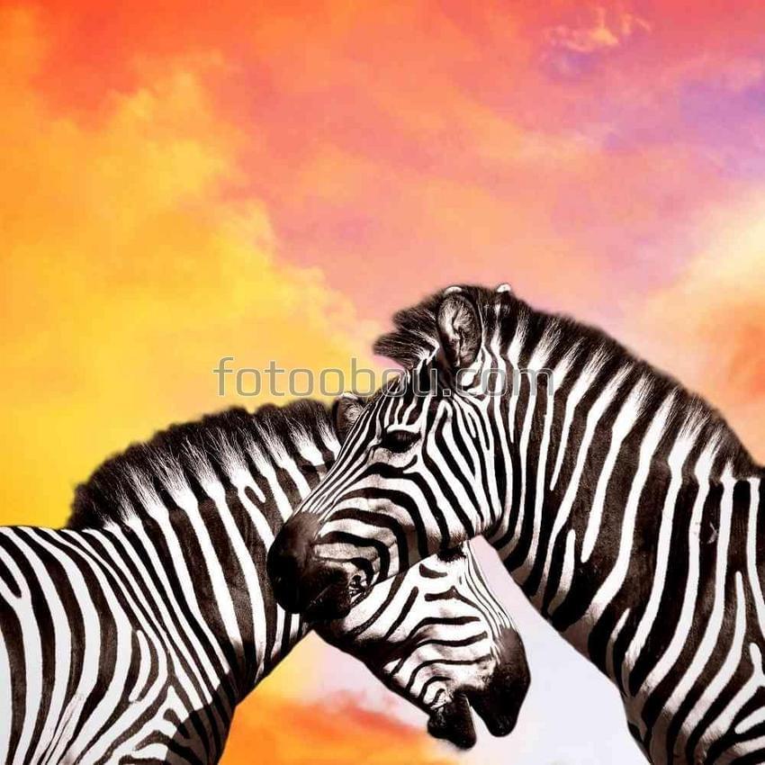 Две зебры на фоне яркого неба