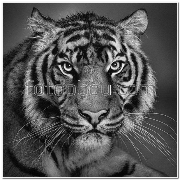 Амурский тигр картинка черно белая
