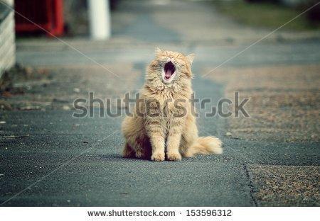 Котэ зевает
