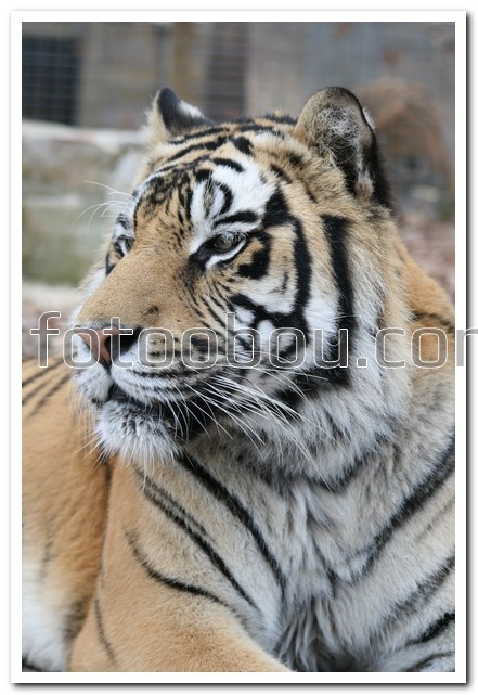Профиль тигра