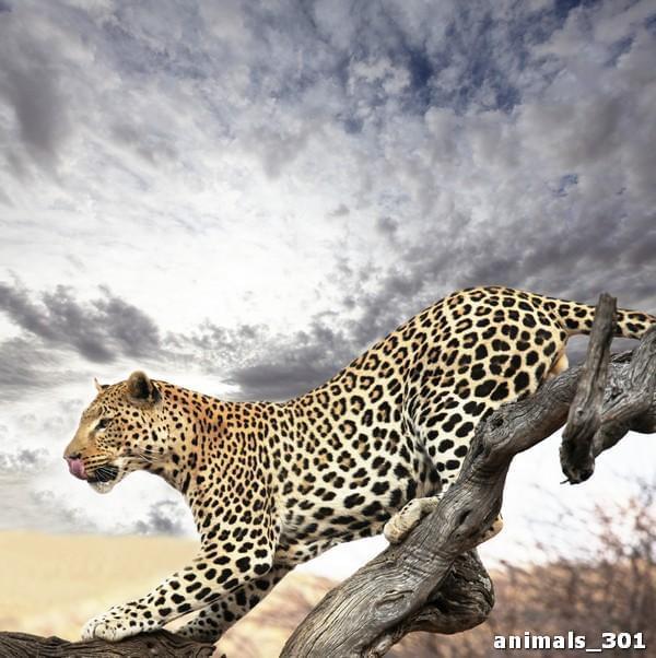 Леопард на фоне неба