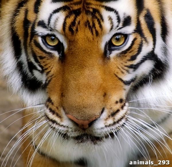 Золотые глаза тигра