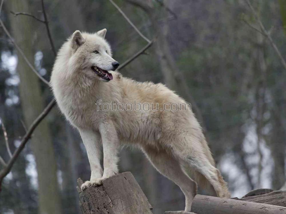 Белый волк на воле