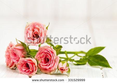 Кустовая роза