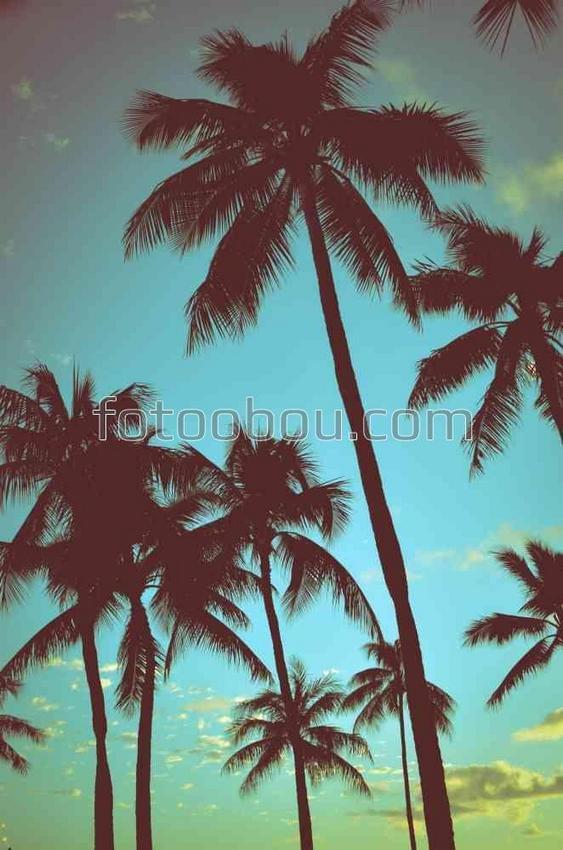 Старые тропические пальмы