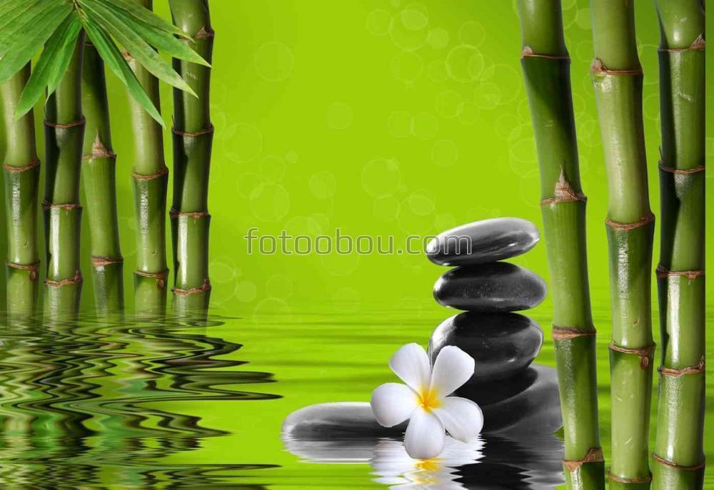 Сочно-зеленый бамбук