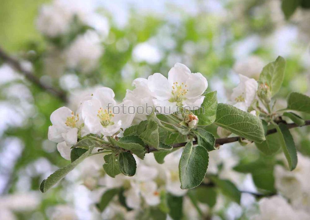 Белые цветы на яблоне