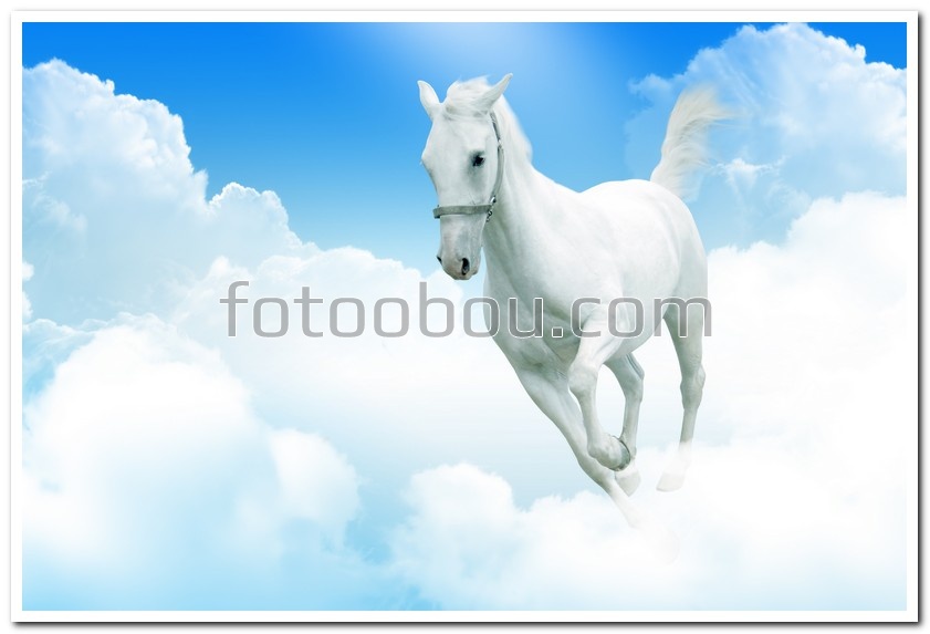 Белый конь на облаках