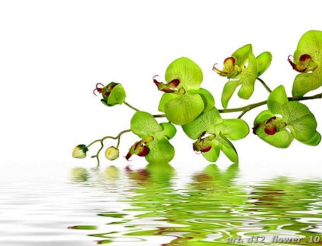 Зеленая орхидея над водой