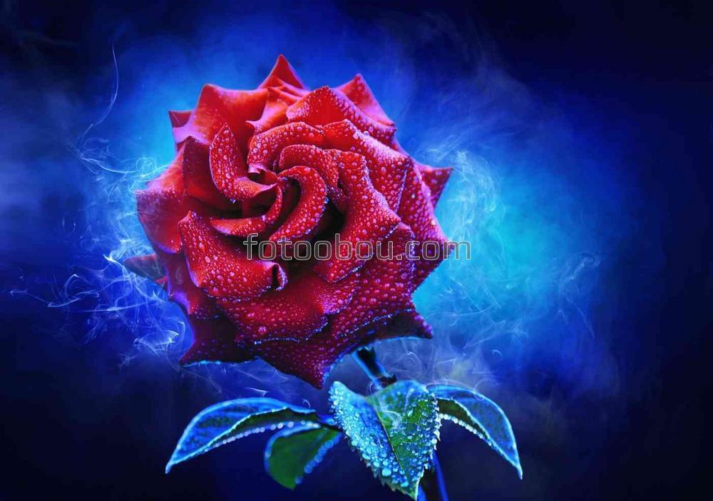 Мистическая роза