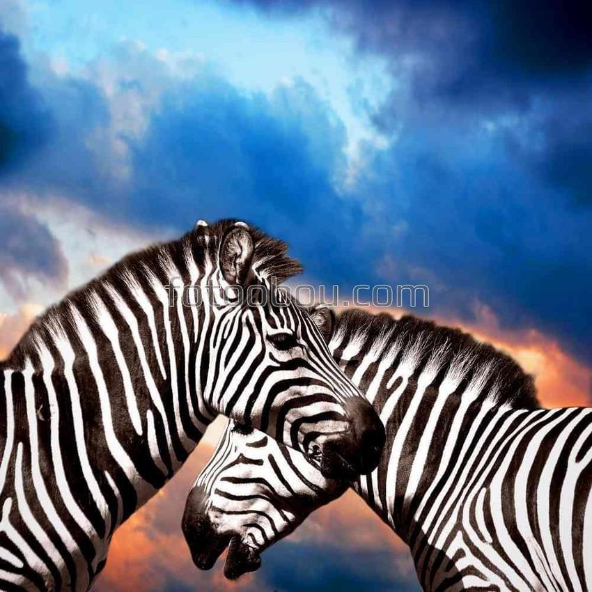 Две зебры на фоне заката