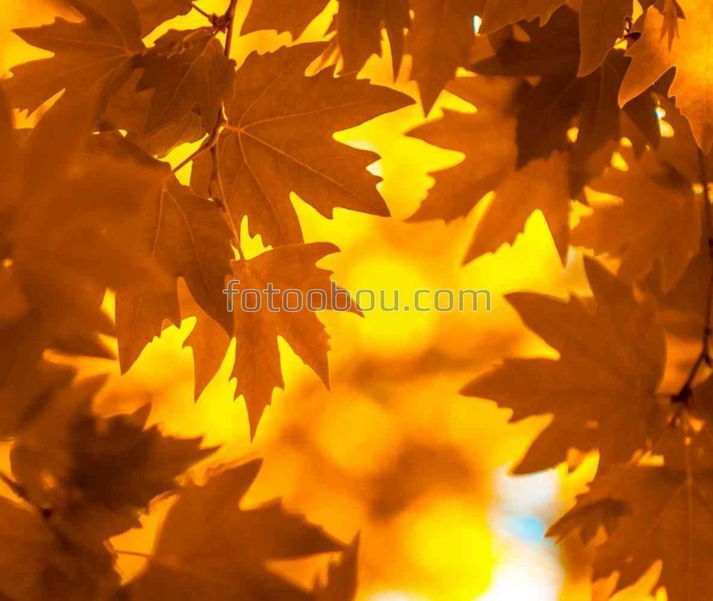 Золотая осень в виде листьев