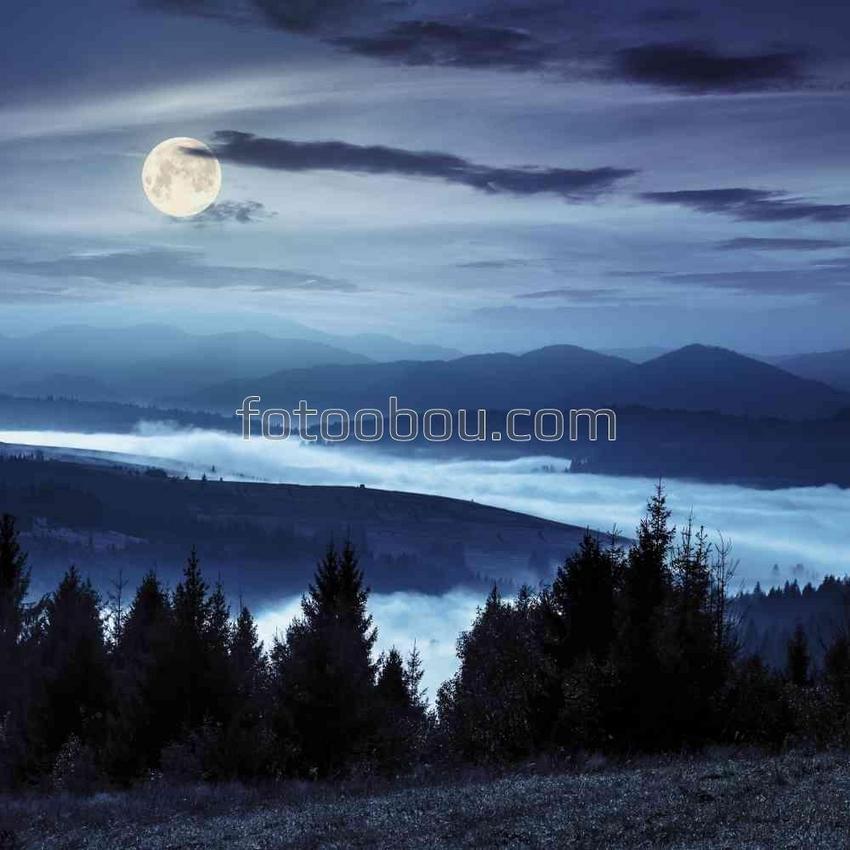 Светлая лунная ночь