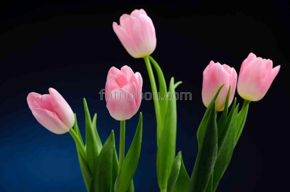 Розовые тюльпаны на темном фоне
