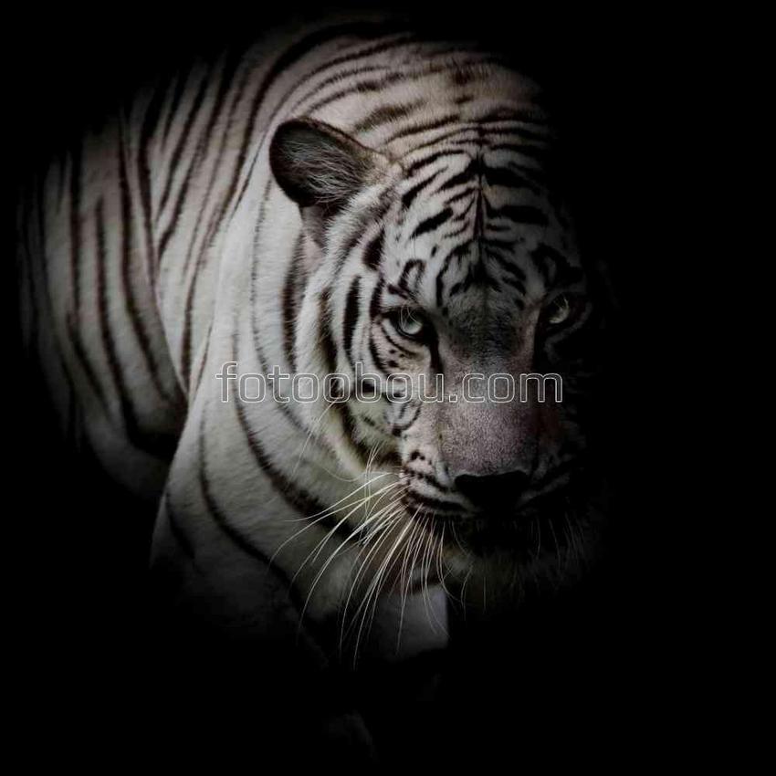 Крадущийся белый тигр
