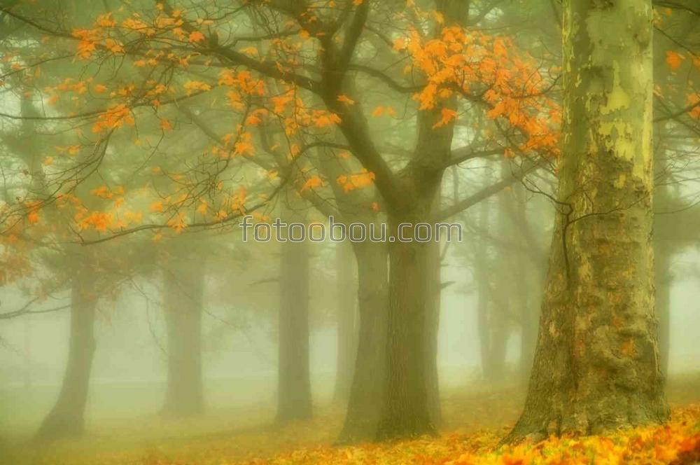 Осенний парк в тумане