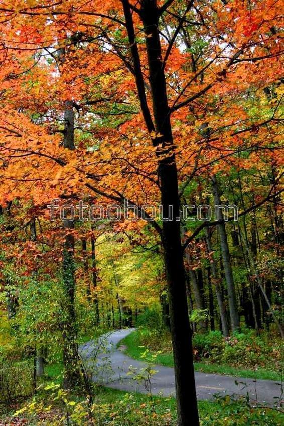 Осенний лес и извилистая тропа