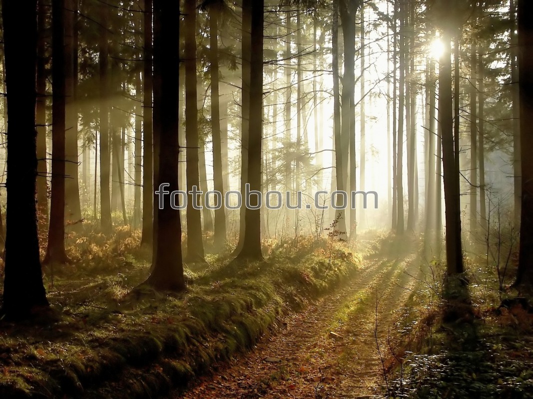 лес с лучами солнца