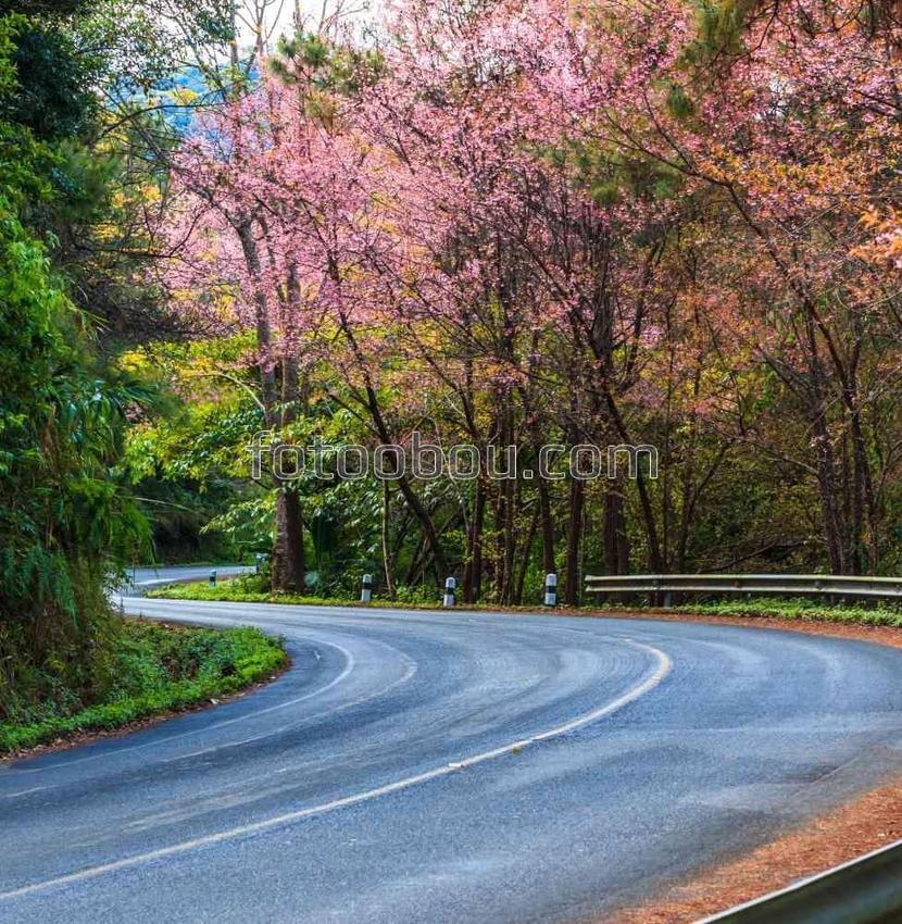 Цветение сакуры на живописной дороге