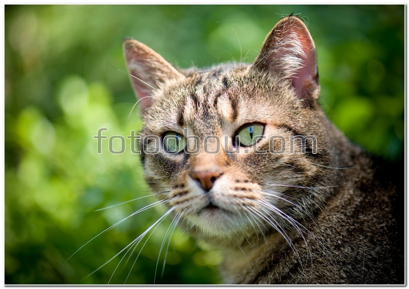 Пятнистая кошка с зелеными глазами