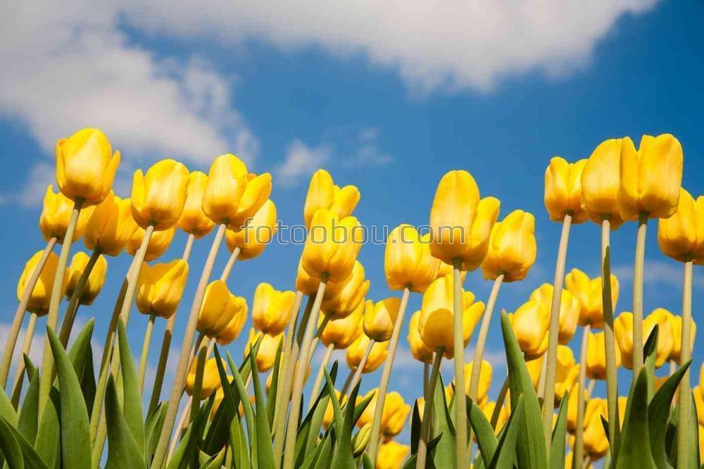 Желтые тюльпаны на фоне летнего неба