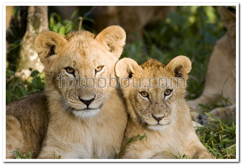 Два маленьких львенка