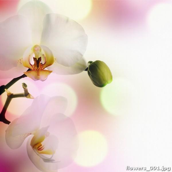 Белые орхидеи в солнечных бликах