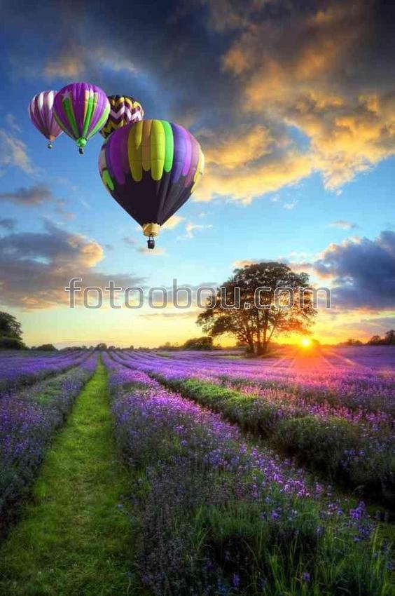 Воздушные шары над лавандовым полем