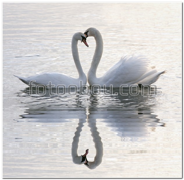 Два влюбленных лебедя на озере
