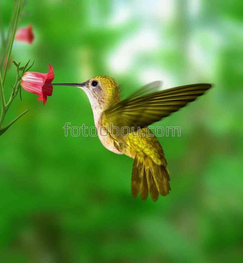 Колибри и маленький цветочек