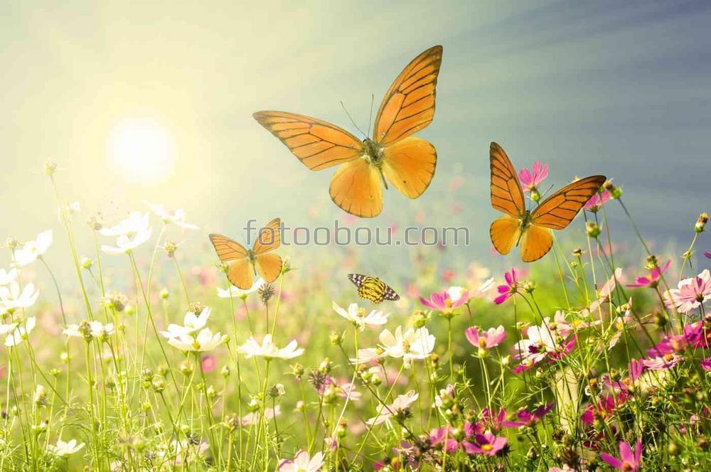 Полевые бабочки в солнечных лучах