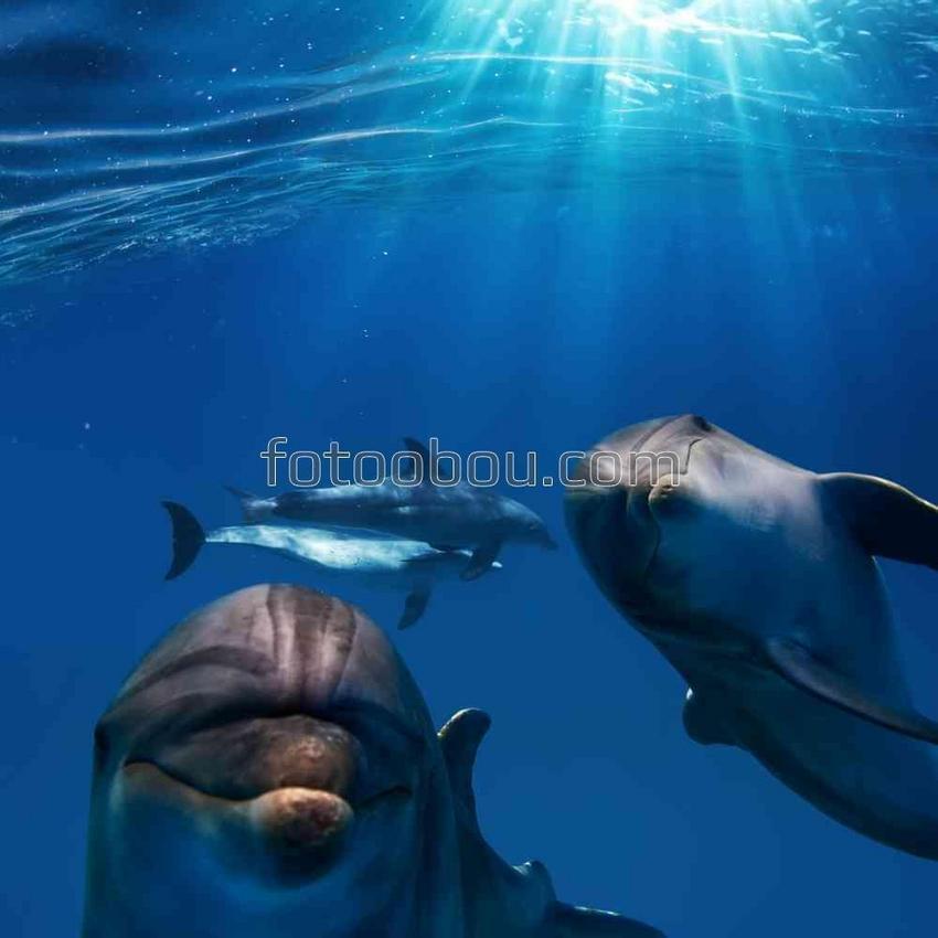 Любопытные дельфины под водой