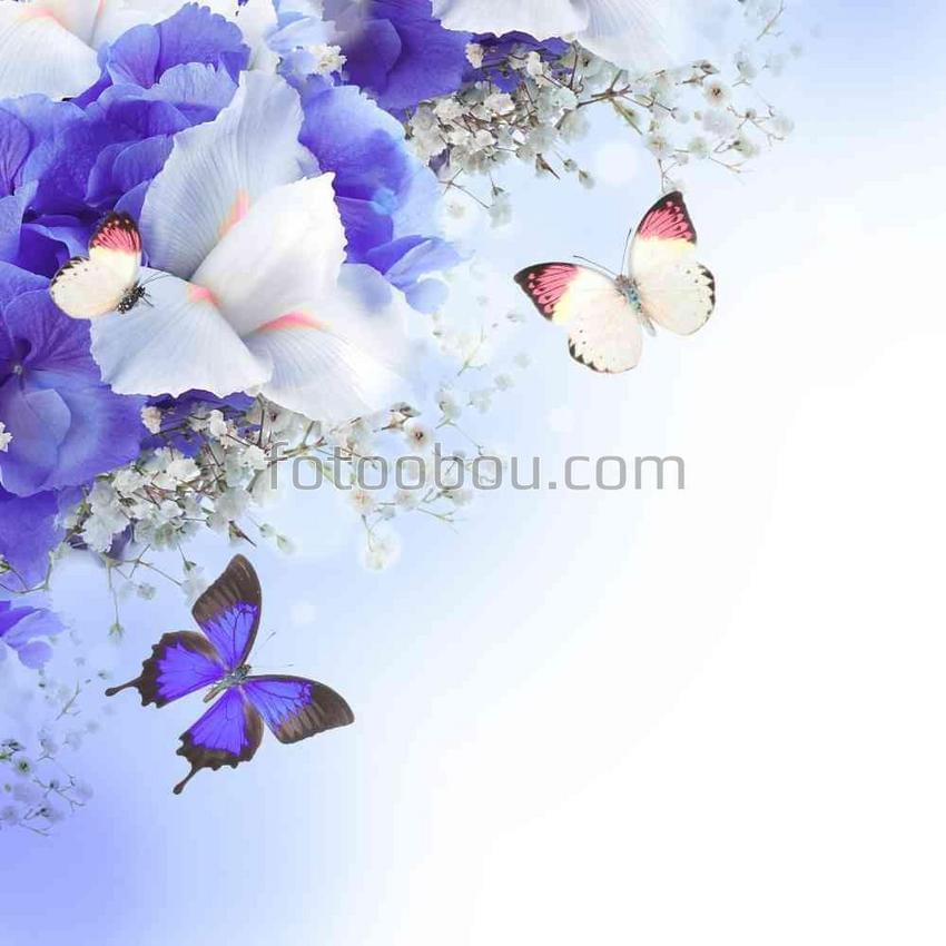Бело-голубые бабочки