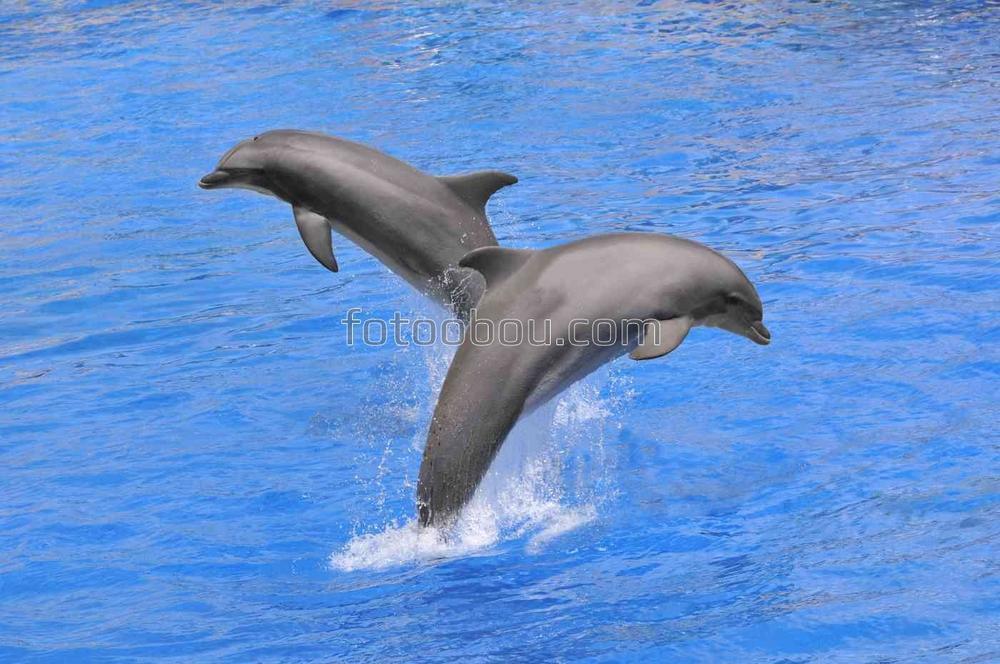 Выступление дельфинов на море